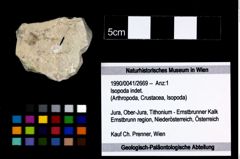 Foto (Objekt + Etikett) von Isopoda indet.  (NHMW-GEO-1990-0041-2669)